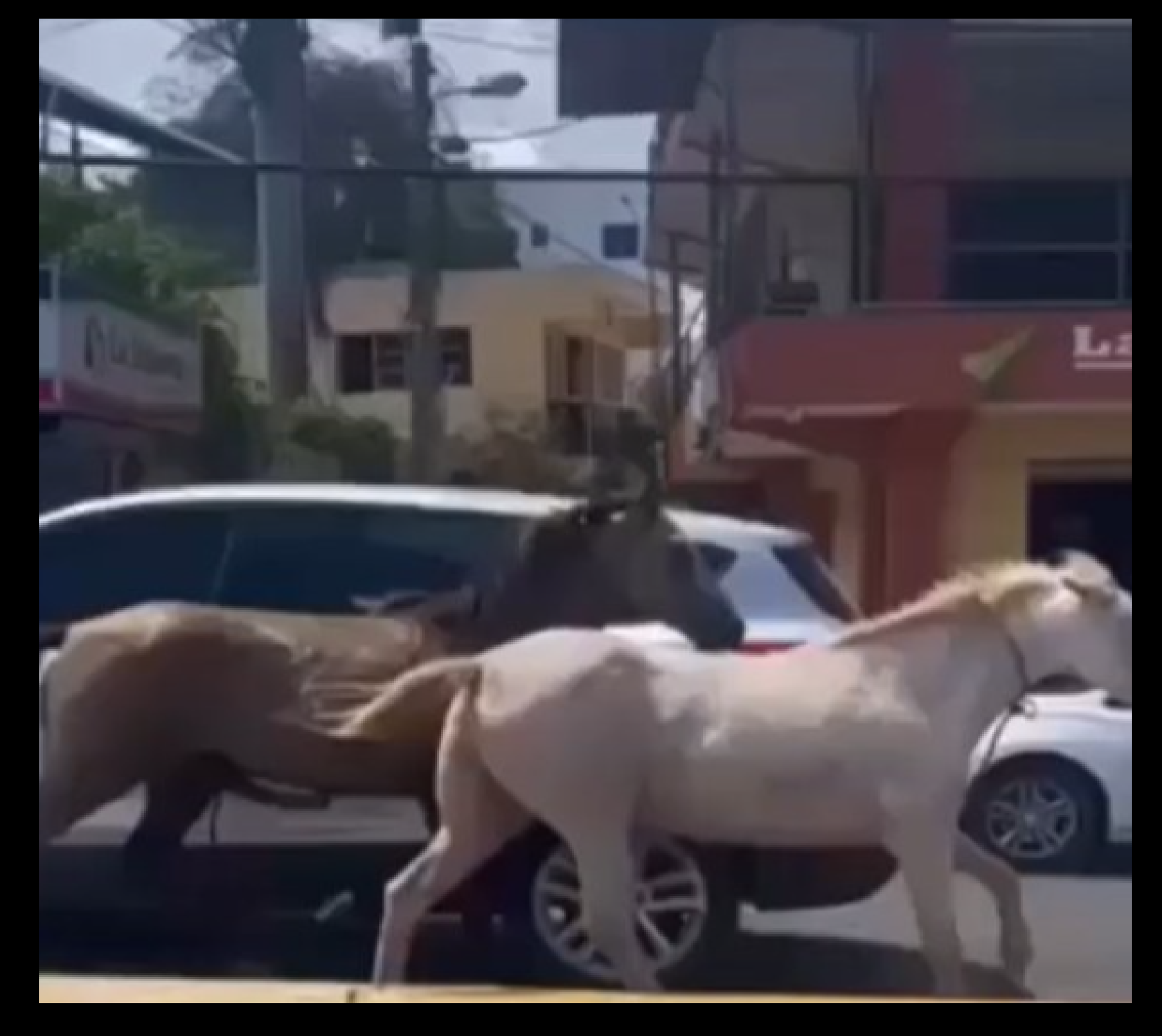Dos caballos y un Delivery