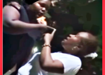 LE PLANTAN GALLETON A MAESTRA