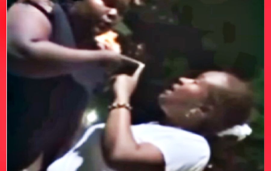 LE PLANTAN GALLETON A MAESTRA