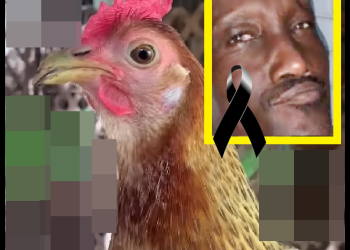 POR UNA GALLINA TERMINA EN LA TUMBA